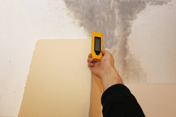 Best Basement Mold Removal  in Calcutta, OH