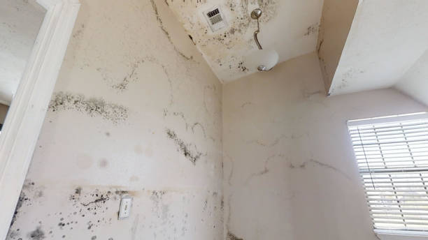 Best Industrial Mold Remediation  in Calcutta, OH