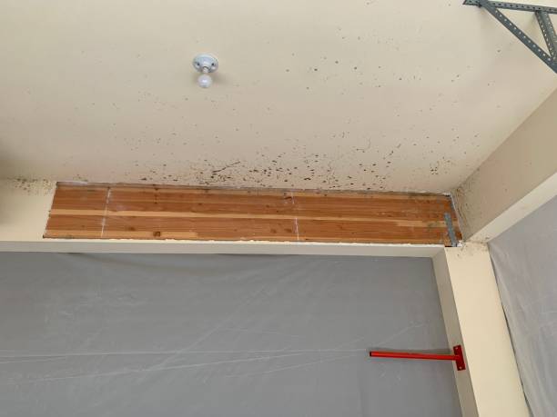 Best Basement Mold Removal  in Calcutta, OH