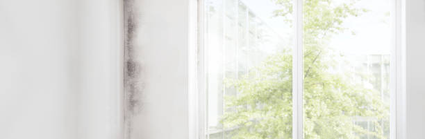 Best Mold Prevention Services  in Calcutta, OH